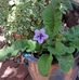 Cindy Chaplin - Facebook