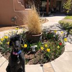 Cindy Chaplin Cronin - @cindyccnm - Instagram
