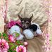 Cindy Chea - Facebook