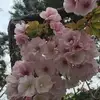 Cindy Chia - @cindychia27 - TikTok