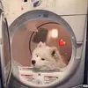 Cindy Chia - @cindychia08 - TikTok