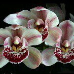 cindy choy - @foxglove2545 - Instagram