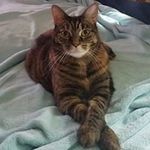Cindy Clement - @cindyclement4256 - Instagram