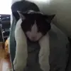 cindyjcoffman - @cindyjcoffman - TikTok