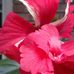 Cindy Crews - Facebook
