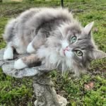 Cindy Hamlet Crump - @c4crump4 - Instagram