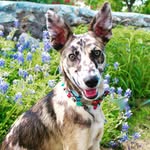 Cindy Dalton - @cookiecody - Instagram