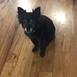 Cindy Dawson - @umbradog1 - Instagram