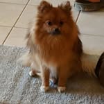 Cindy Deaton - @quizical_squeakers - Instagram