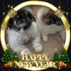 Cindy Delligatti - @cindydelligatti1955 - TikTok