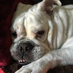 Cindy DeWitt-Kiker - @cindyandjezabelle - Instagram