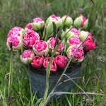 Cindy Doherty - @flowerfieldscindy - Instagram