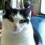 Cindy Dougherty - @duckycat59 - Instagram