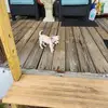 free bug - @cindyeddy01 - TikTok
