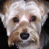 Cindy Engel822 - @veteranswife1 - TikTok