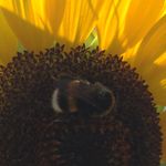 Cindy Engel - @honeybee3829 - Instagram