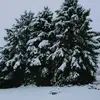 cindyappley - @cindyappley - TikTok