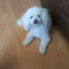 cindy🦊🐕🦄🌹 - @cindy.friendlover123 - TikTok