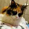 Cindy gallo - @cindy.gallo2 - TikTok