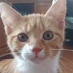 Cindy Gilbert - @myfosterkittens_colorado - Instagram
