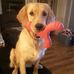 Cindy Gosnell - Facebook