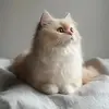 cindyha1129 - @cindyha1129 - TikTok
