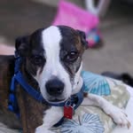 Cindy Hacker - @the_dog_pip - Instagram