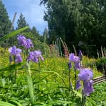 Cindy Hare - @cindyhare_ - Instagram