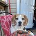 Cindy Hare - Facebook