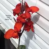 Cindi Harper - @cindifay - TikTok