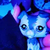 💜cindy💜 - @cindyspetshophaven - TikTok