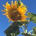 Cindy Henninger - Facebook