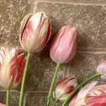 Cindy Hickman - @hickman6678 - Instagram