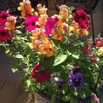 Cindy Hoff - @cahoffiv - Instagram