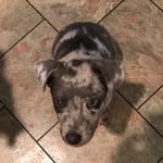 Cindy Holbert - @wagsnwetnoses - Instagram