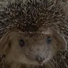 cindyhoogeveen595 - @cindelala - TikTok