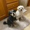 cindyhouledionne - @cindyhouledionne - TikTok