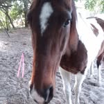 Cindy howle - @cindyhowle0203 - Instagram