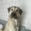 Cindy & Ivy - @cindy.ivybukigandalf - TikTok