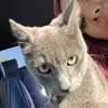 cindyivyy - @cindyivyy - TikTok