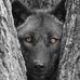 Cindy Jarrett - Facebook