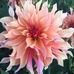 Cindy Kane - Facebook