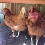 Cindy Kane Ward - @cindykaneward - Instagram