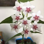 Cindy Keough - @cindale74 - Instagram