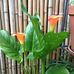 Cindy Krull - Facebook
