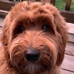 Cindy Laird - @cindymostlygreenthumb - Instagram