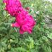 Cindy Lawrence - Facebook
