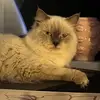 CindyLette - @cindypinkylette - TikTok