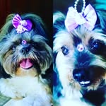 🎀  𝒞𝒾𝓃𝒹𝓎/𝐿𝒾𝓃𝒹𝒶  🎀 - @cindyshitzu_lindayork - Instagram