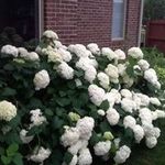 Cindy Linder - @cindylinder57 - Instagram